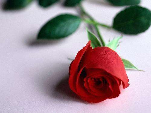 情人节送玫瑰，情人节送玫瑰