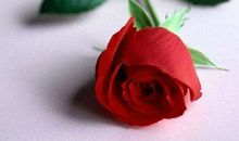 情人节送玫瑰花，情人节送玫瑰花的由来