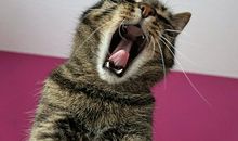 梦见受伤的动物是什么意思