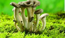 O型血属牛的人最有前途吗？