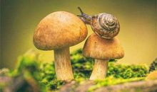 A型血属牛的人最有前途吗？