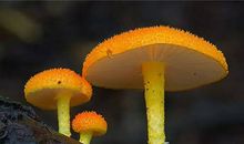 B型血属牛的人最有前途吗？