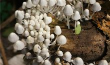 B型血属龙的人最有前途吗？