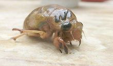 O血型的人最能撒谎吗？