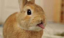 B型血双子座的人境界最高吗？