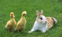 O型血白羊座的人境界最高吗？