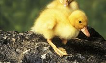 O型血天秤座的人境界最高吗？