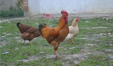 O型血摩羯座的性格