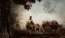 十二生肖属牛的传说和来源