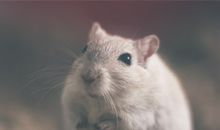 十二生肖属鼠的传说和来源