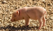 十二生肖属猪的传说和来源