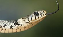 十二生肖属蛇的传说和来源