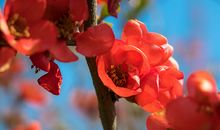 2019年生肖鸡倒霉的时候如何转运