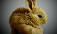 十二生肖属兔的传说和来源