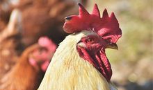 十二生肖属鸡的传说和来源