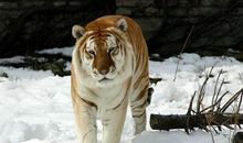 B型血属虎人的人际关系