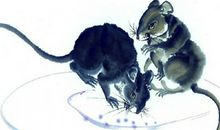 1984年属鼠的人2019年运势及运程大全解析