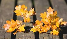 狂月:今日运势2018年5月6日