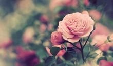 双鱼座的性格缺点