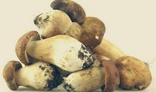 A型血属虎的人最有前途吗？