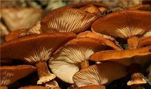 O型血属虎的人最有前途吗？