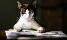 12生肖智商排行榜前五名