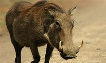 B型血属猪人的人际关系