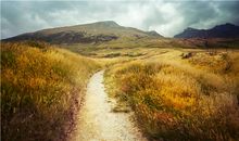 属牛人的命运命理