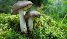 B型血属鼠的人最有前途吗？