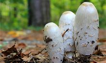 O型血属鸡的人最有前途吗？