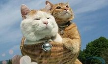 十二生肖谜语（七）