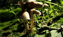 AB型血属鸡的人最有前途吗？