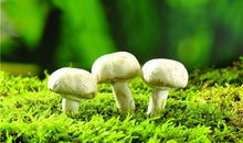 B型血属鸡的人最有前途吗？