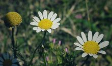 O型血君的长大以后