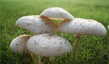 A型血属鸡的人最有前途吗？