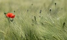 2019年生肖虎倒霉的时候如何转运