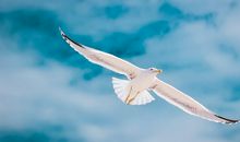 2019年生肖鼠倒霉的时候如何转运