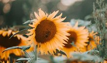 易鑫2019年10月25日生肖运势