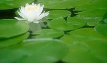 天蝎评委的表现