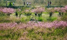 命犯“桃花煞”就真的可怕吗？