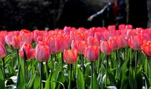 双鱼座代表的花