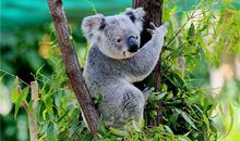 双鱼座代表的动物