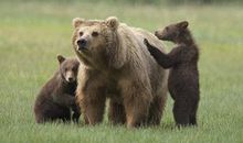 摩羯座代表的动物