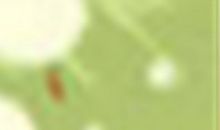 追狮子女的几个小技巧