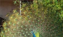 狮子座代表的动物