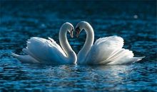 天秤座代表的动物