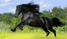 水瓶座代表的动物