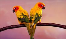 双子座代表的动物