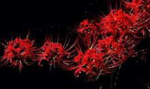 巨蟹座的死亡之花