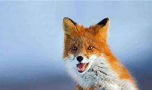 天蝎座代表的动物